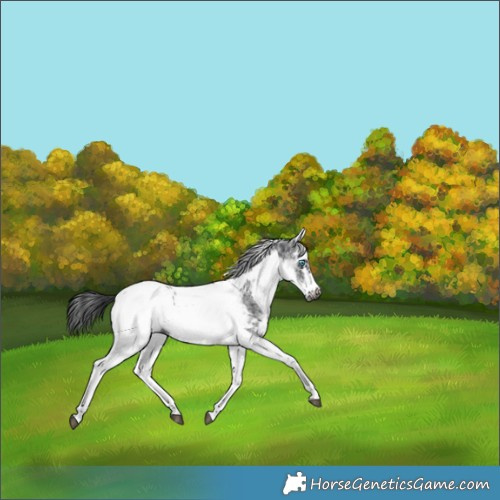 Horse Color:White Spotted Black Splash Tobiano Frame Appaloosa 