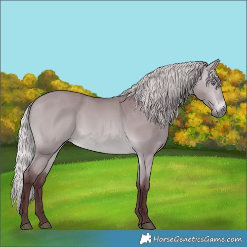 Horse Color:Chocolate Silver Bay Chinchilla 