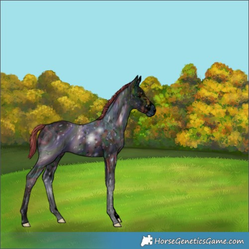 Horse Color:Unknown 