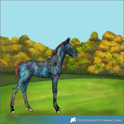 Horse Color:Unknown 
