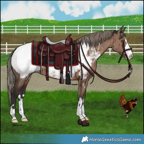 Horse Color:Liver Red Dun Mushroom Snowcap Brindle 