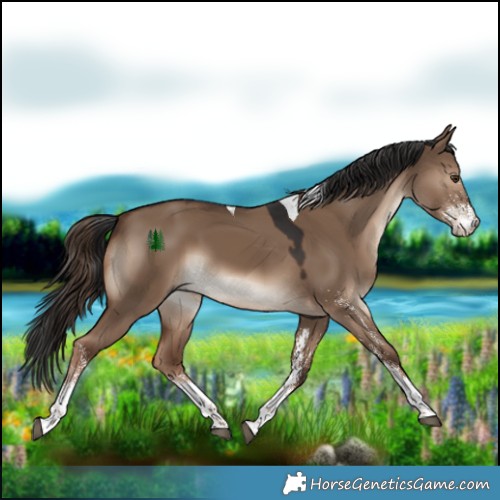 Horse Color:White Spotted Liver Red Dun Tobiano