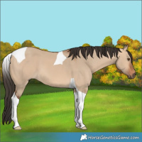 Horse Color:Bay Dun Tobiano 
