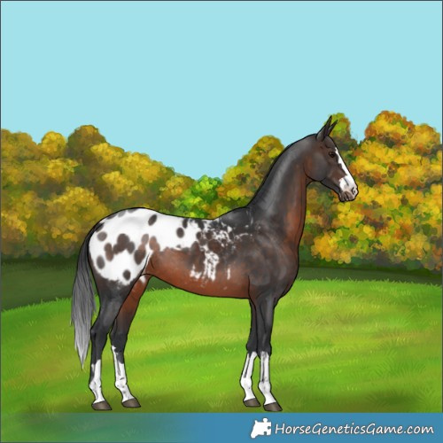 Horse Color:Brown Appaloosa Rabicano 