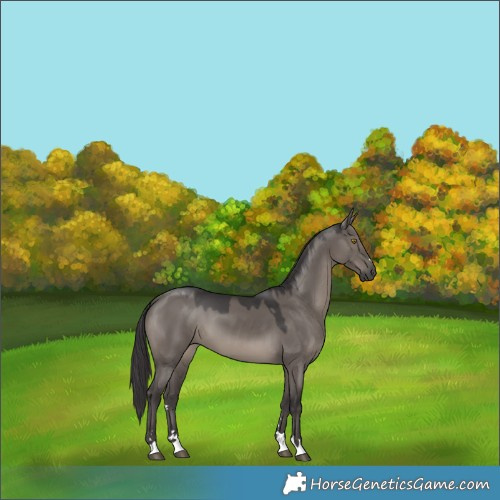 Horse Color:Smoky Grullo