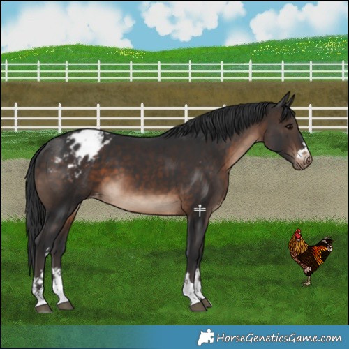 Horse Color:Brown Varnish 