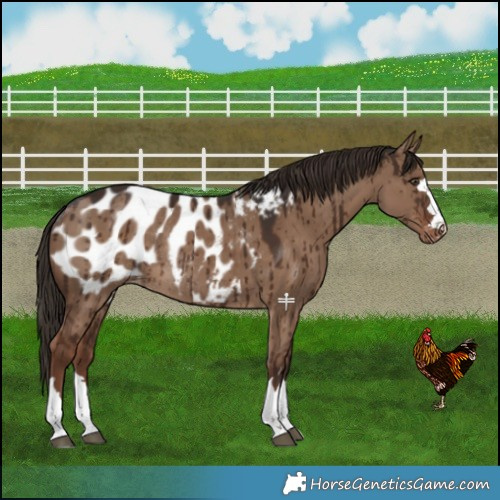 Horse Color:Liver Red Dun Blanket Rabicano Brindle 
