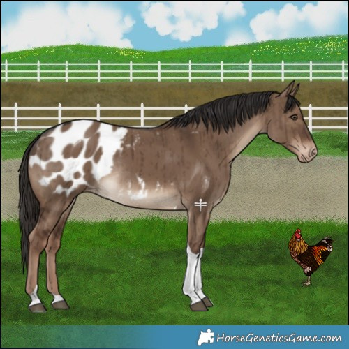 Horse Color:Liver Red Dun Tobiano Blanket Rabicano Brindle 