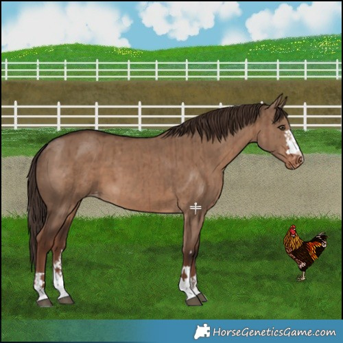 Horse Color:Liver Red Dun Varnish Brindle 