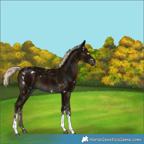 Horse Color:Unknown 