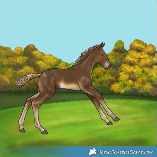 Horse Color:Chocolate Palomino Rabicano 