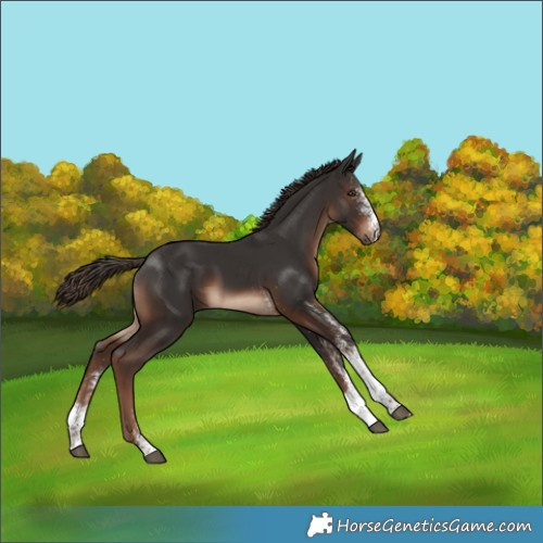 Horse Color:White Spotted Liver Chestnut 