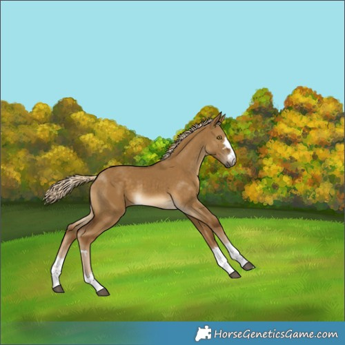 Horse Color:Chocolate Palomino Dun Rabicano 