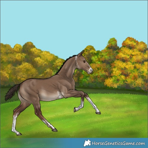 Horse Color:White Spotted Liver Red Dun Rabicano 