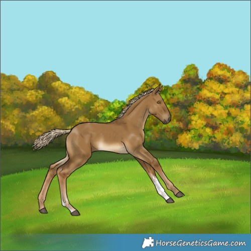 Horse Color:Chocolate Palomino Dun Tobiano 