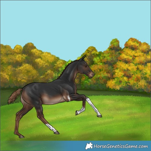 Horse Color:White Spotted Liver Chestnut Tobiano 