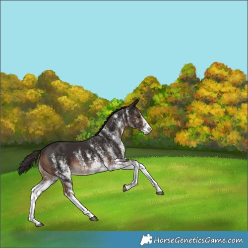 Horse Color:White Spotted Liver Chestnut 