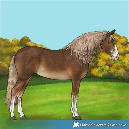 Horse Color:White Spotted Chocolate Palomino 