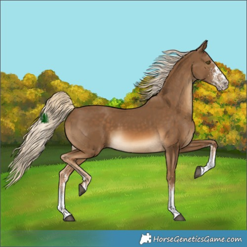 Horse Color:White Spotted Chocolate Palomino 