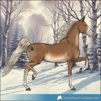 Horse Color:White Spotted Chocolate Palomino