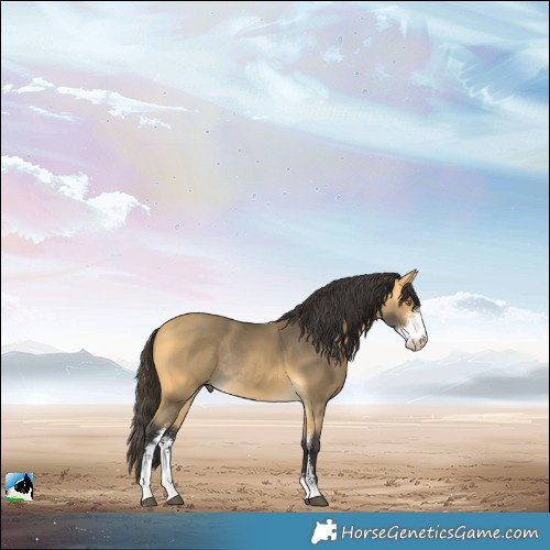 Horse Color:Buckskin Mushroom Sabino Rabicano