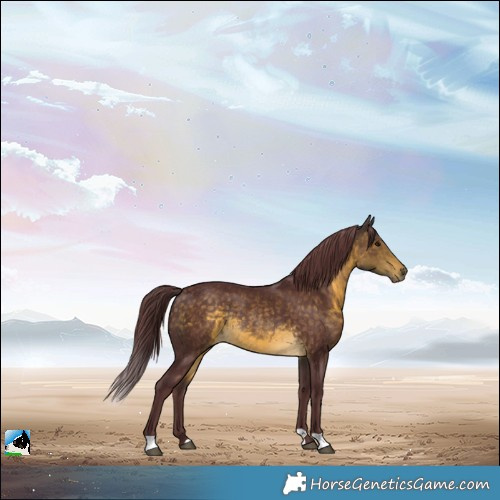 Horse Color:Chocolate Buckskin Rabicano