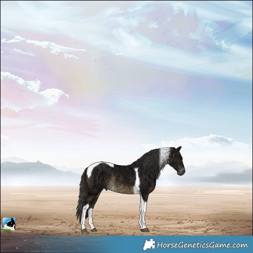 Horse Color:Buckskin Ice Tobiano Rabicano 