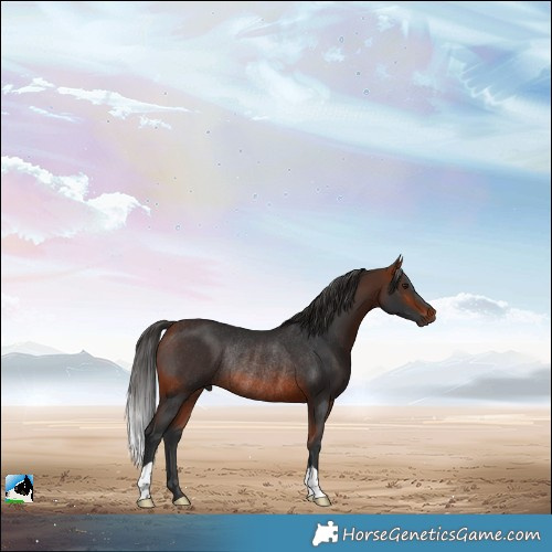 Horse Color:Bay Rabicano