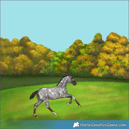 Horse Color:White Spotted Liver Red Roan 