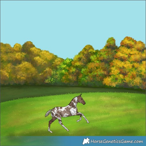 Horse Color:White Spotted Liver Red Dun Rabicano 