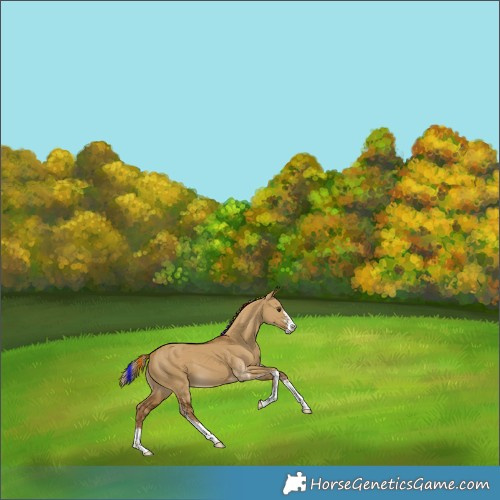 Horse Color:Painted Chocolate Palomino Dun Sabino 