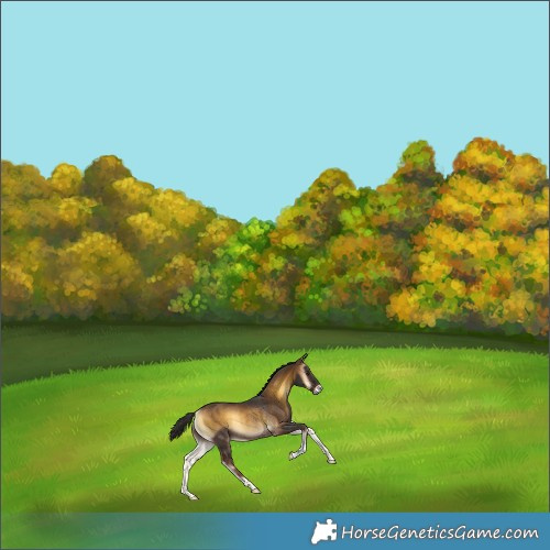 Horse Color:Liver Red Onyx Rabicano 