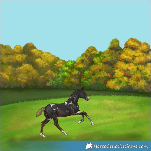 Horse Color:White Spotted Liver Chestnut 