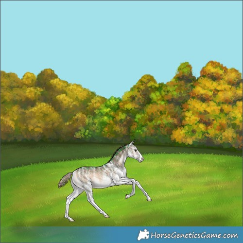 Horse Color:Plaid  White Spotted Liver Red Onyx Rabicano 