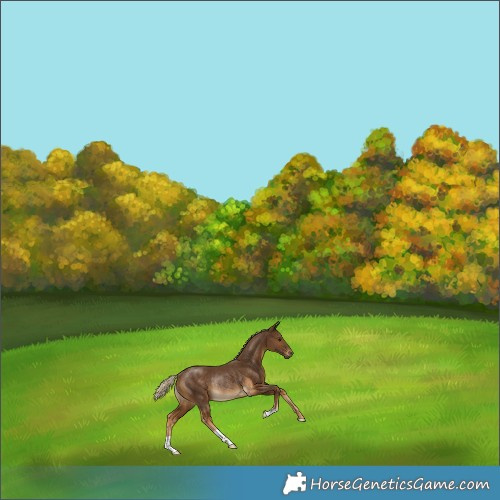 Horse Color:Chocolate Palomino Rabicano 