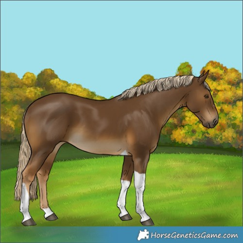 Horse Color:Chocolate Palomino Tobiano