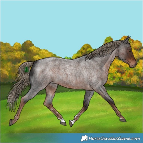 Horse Color:Liver Red Roan
