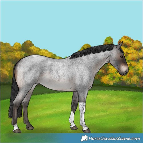 Horse Color:Brown Roan Tobiano