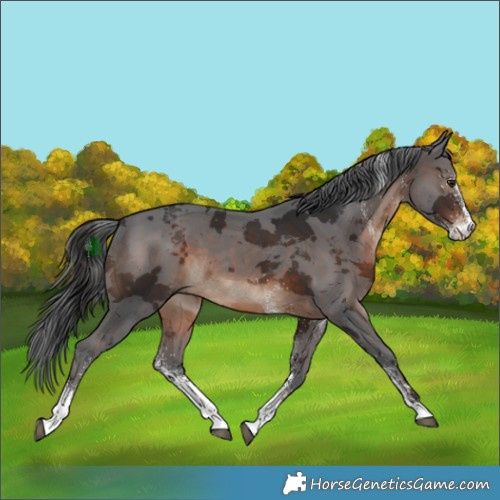 Horse Color:White Spotted Brown Merle Tobiano 