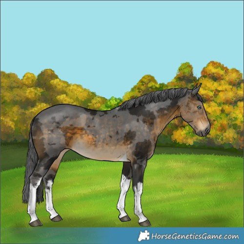 Horse Color:Gray White Spotted Buckskin Merle Tobiano 