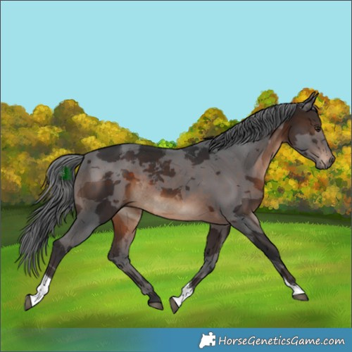 Horse Color:Brown Merle Tobiano 