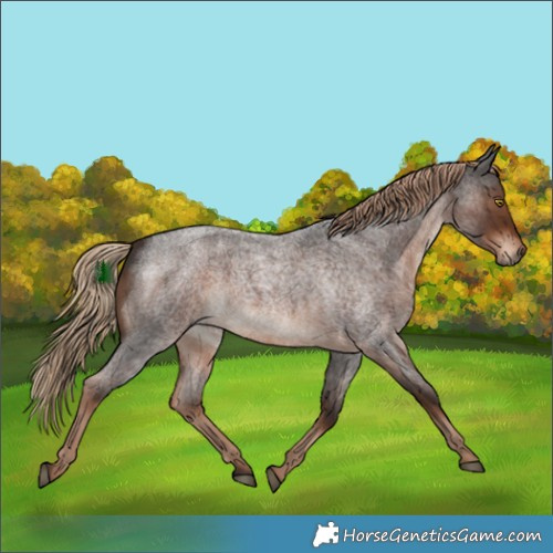 Horse Color:Liver Red Roan 