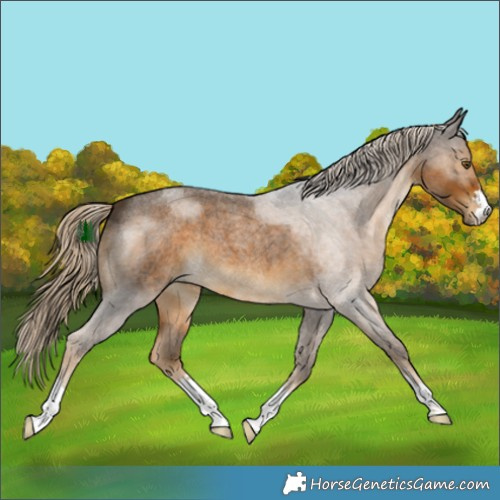 Horse Color:Chocolate Palomino Roan