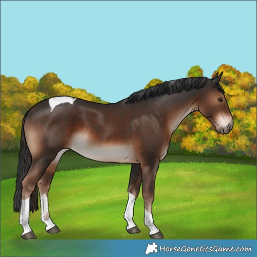 Horse Color:Liver Chestnut Tobiano