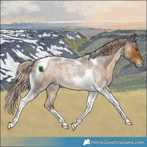 Horse Color:Chocolate Palomino Roan Tobiano