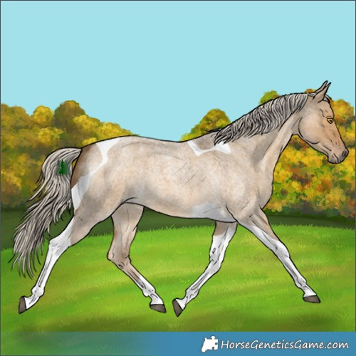 Horse Color:Chocolate Palomino Roan Dun Tobiano 