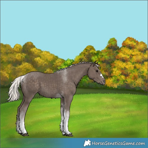 Horse Color:Unknown 