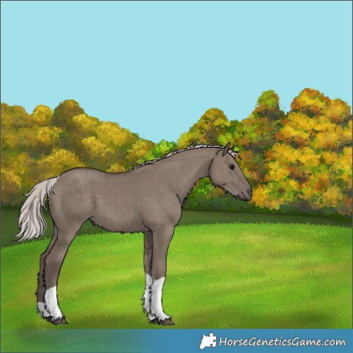 Horse Color:Unknown 