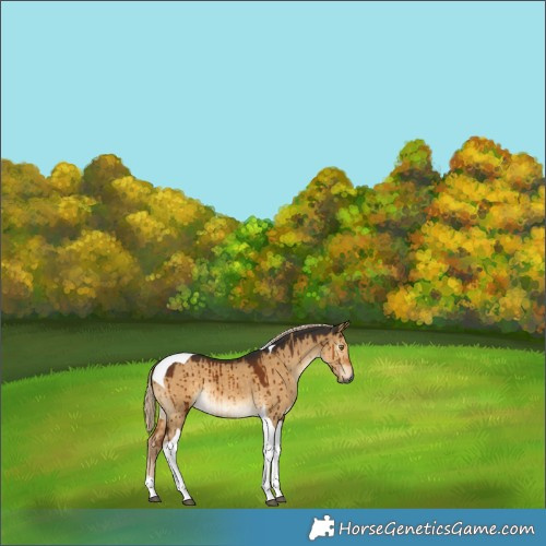 Horse Color:Gray Chocolate Palomino Dun Tobiano Brindle 