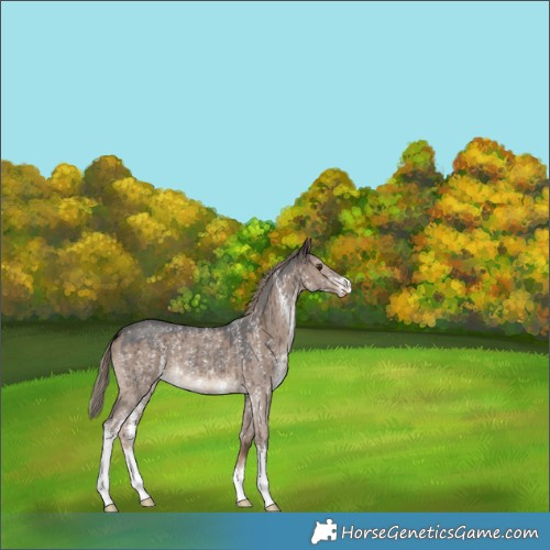 Horse Color:Liver Red Dun Sabino Brindle 